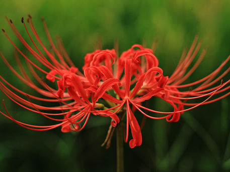 日向薬師とヒガンバナの里　2024/09/17