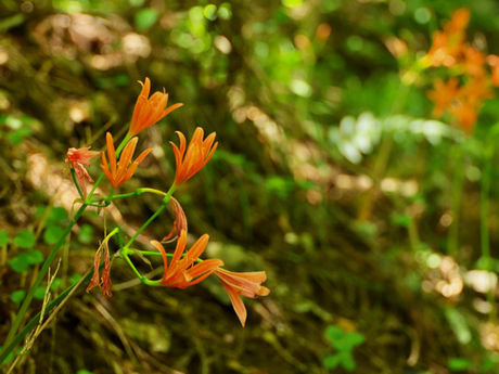 大垂水峠から歩く高尾山 2022/08/03