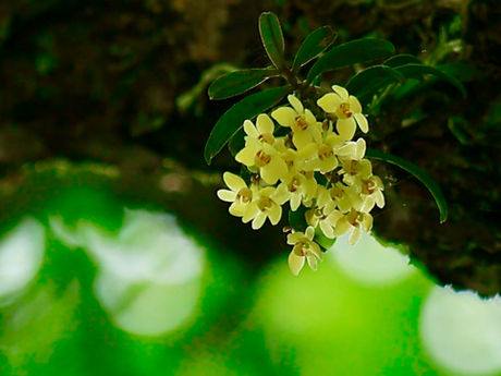 日影沢は花盛り・毎月歩く高尾山-4月2023/04/17
