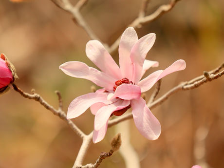 渥美半島のシデコブシ 2022/03/22〜23