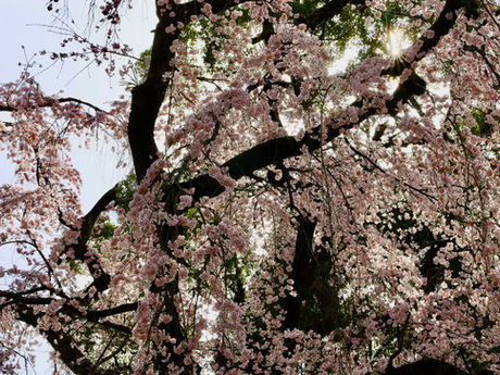 桜咲く青梅丘陵 2022/03/31