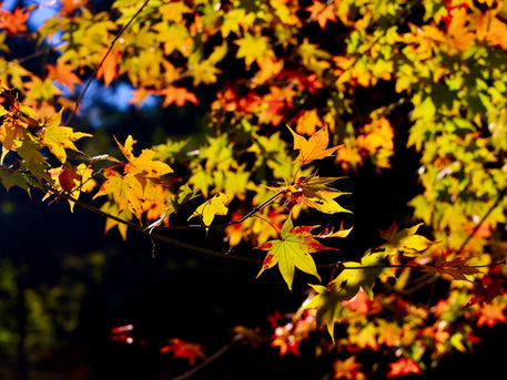 高尾・日影沢林道　2023/11/13