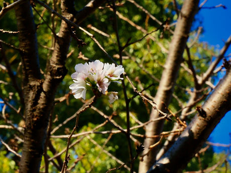 紅葉と花も楽しめる公園 2022/11/18