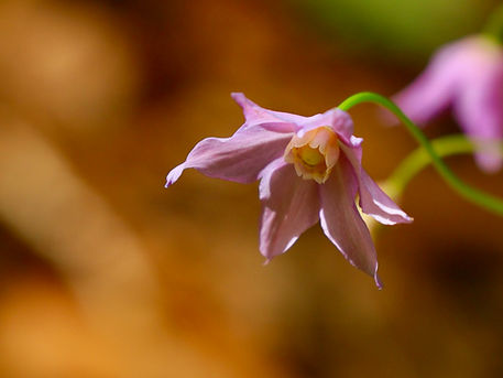 車中泊・日帰りで裏燧林道　2023/06/05