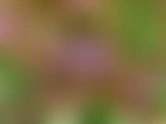 栃木・三毳山公園 2024/03/20(水/祝)