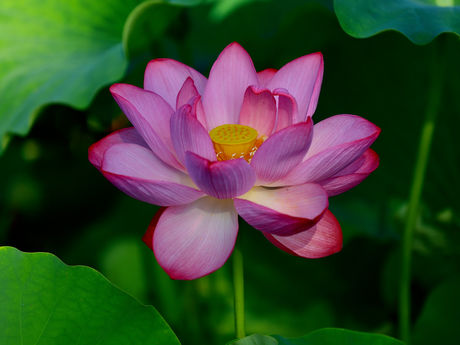 ハス満開の不忍池 2023/07/23