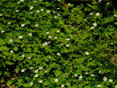 毎月歩く高尾山ー３月　2019/03/27