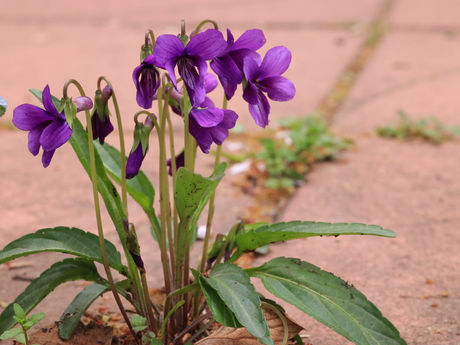 スミレ見つけた! 2023/03/27