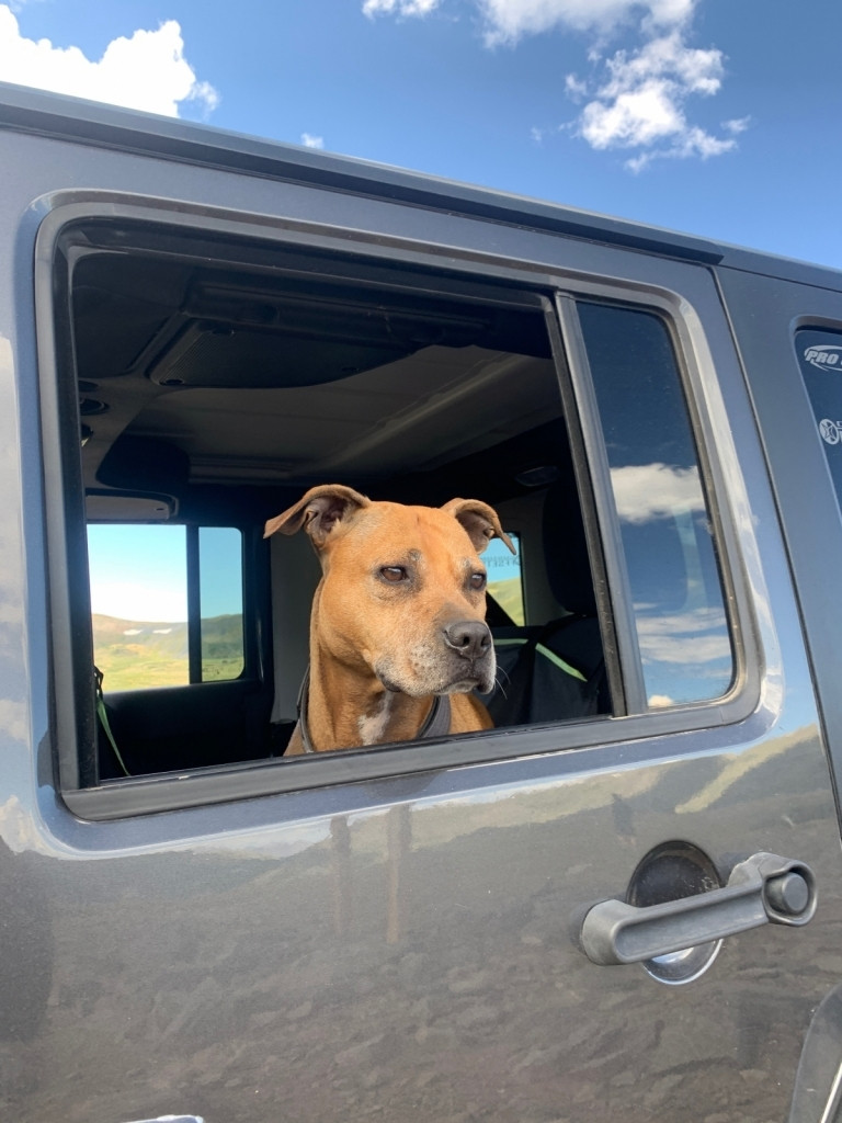 Jeep Dog