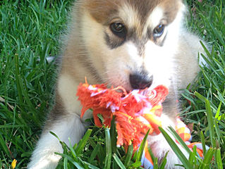 Destructive Chewing