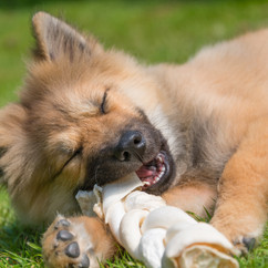 DOGS-1.jpg