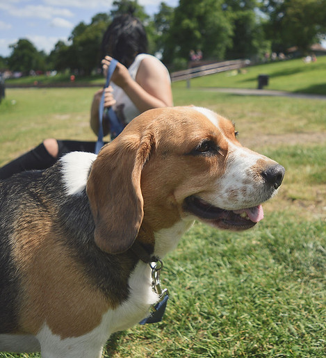 Dog in the Park