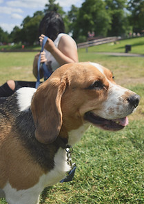 Perro en el Parkl