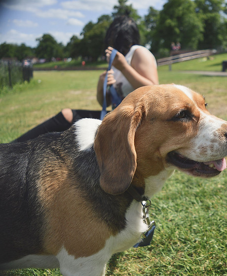 Dog in the Parkl