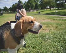 Dog in the Parkl
