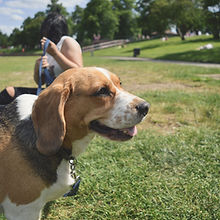 Dog in the Parkl