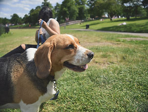 Dog in the Park