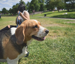 Dog in the Park