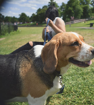 Dog in the Park
