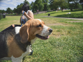 Dog in the Parkl