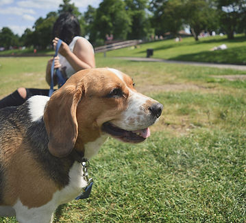 Dog in the Park