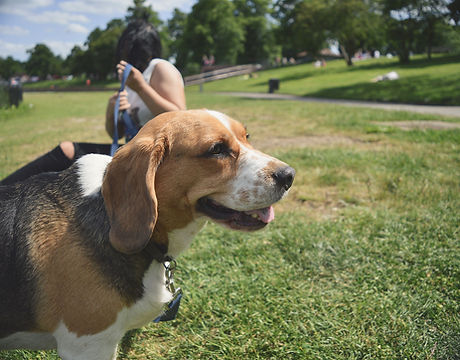 Heartworm Care Veterinarian Acton Concord Maynard Sudbury Stow MA