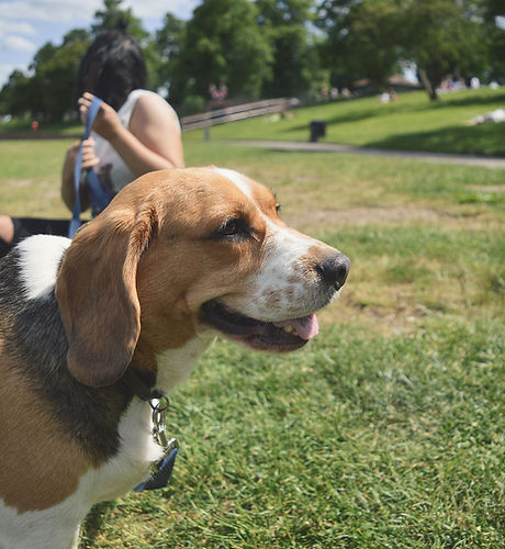 Dog in the Parkl