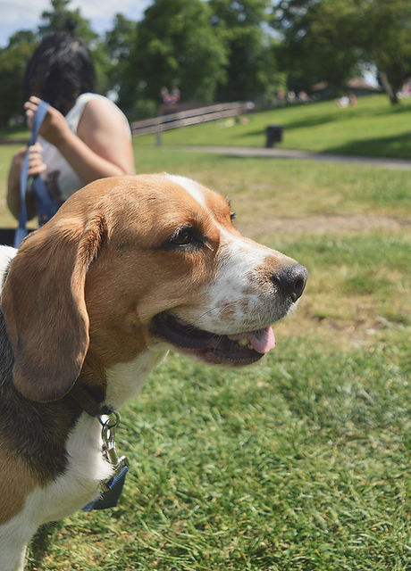 Dog in the Parkl
