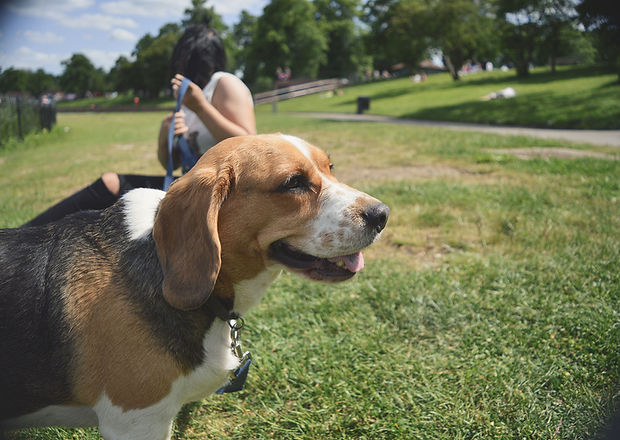 Dog in the Parkl
