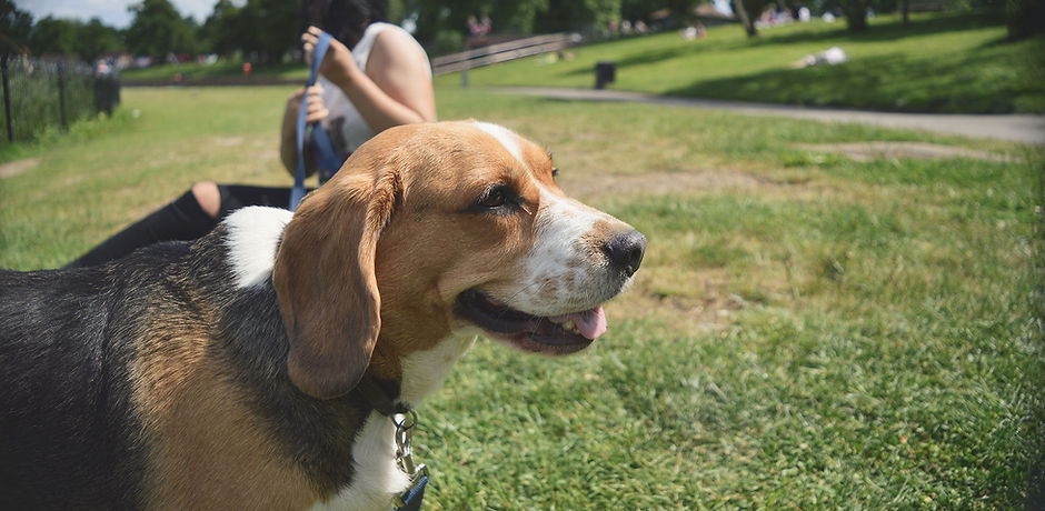 Dog in the Parkl