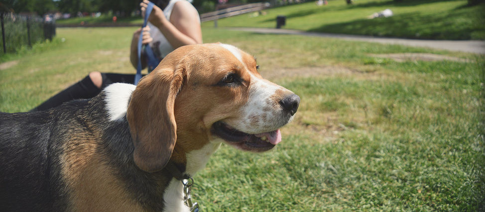 Brussel heeft meer losloopzones voor honden nodig