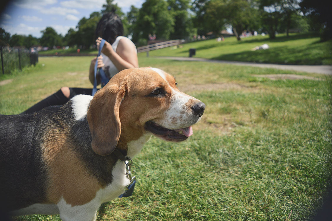 Beagle-Hund im Park mit einer Person im Hintergrund.