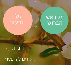 לומדת טו בשבט