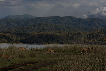 Hunting Season_edited.jpg