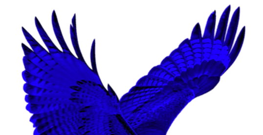Redtailed Hawk Wings