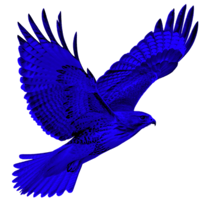 Large Redtailed Hawk Flying