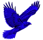 Small Redtailed Hawk Flying