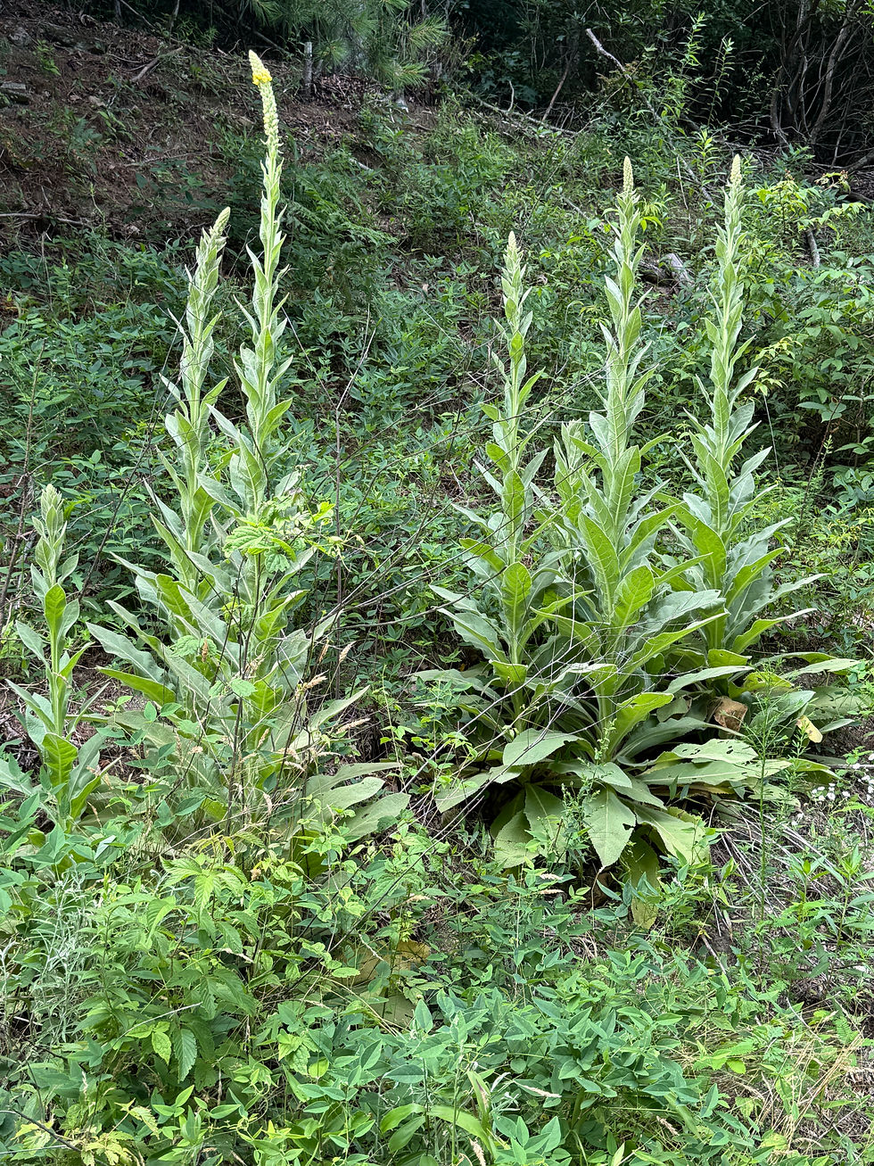 Common Mullein growing on the roadside in the Blue Ridge Mountains