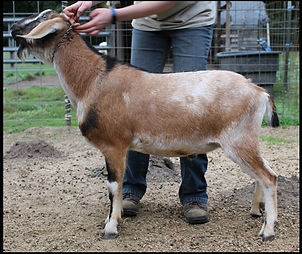 dams sire. Newman Lake Creme Nicolas.jpg