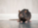 Rodent pest management
