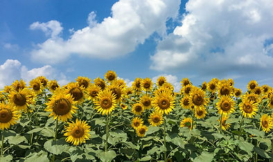 26959169_l_edited.jpg