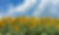 26959169_l_edited.jpg
