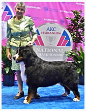 Eukanuba AKC National Championship Dog Show 2013, Best dog groomer in Steamboat Springs, Best Pet groomer in town Steamboat Springs