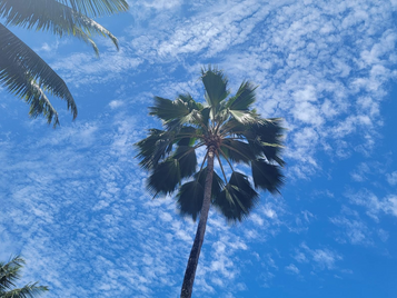 ALOHA! FMCSRs vs. State Rules/Adoptions