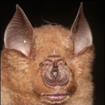 R. hilorum portrait.jpg