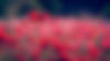 Poppy FIeld
