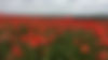 Poppy Field Background