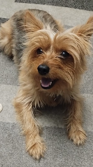 Foto original de perro