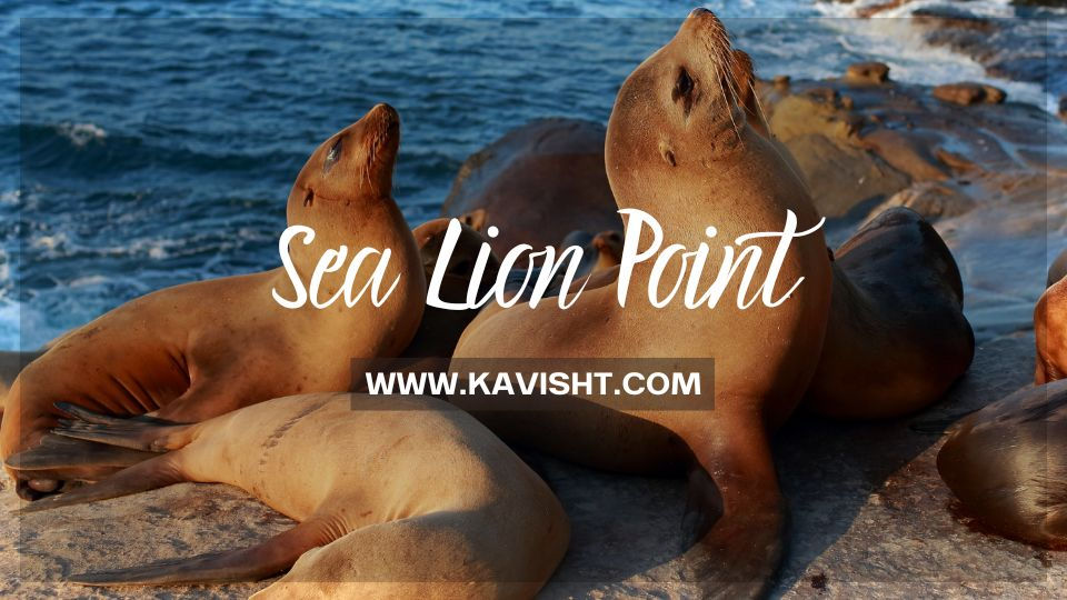 Discover the Magical World of Sea Lion Point: Wildlife, Scenery, and Adventures Await!
