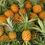Thumbnail: pineapples 